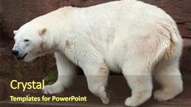  Presentation with polar bear - PPT theme featuring russia america - polar bear ursus maritimus wildlife background and a  colored foreground