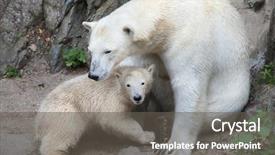  Presentation with polar bear - Amazing PPT theme having russia america - six-month-old polar bear ursus maritimus backdrop and a dark gray colored foreground