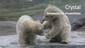  Presentation with russia america - Amazing theme having russia america - two polar bear cubs ursus backdrop and a gray colored foreground