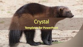  Presentation with wolverine - Slides enhanced with russia america - wolverine gulo gulo also known background and a tawny brown colored foreground