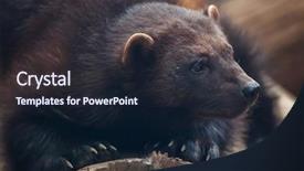  Presentation with wolverine - PPT theme consisting of russia america - wolverine gulo gulo also known background and a wine colored foreground