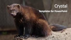  Presentation with wolverine - Beautiful slide set featuring russia america - wolverine gulo gulo also known backdrop and a dark gray colored foreground