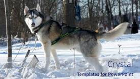  Presentation with teams - 