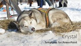  Presentation with teams - 