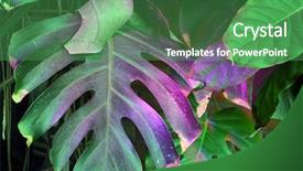  Presentation with indoor winter - Cool new presentation theme with semiconductor environment - phyto lamp agrolamp illuminates tropical backdrop and a ocean colored foreground