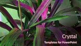  Presentation with phyto - Presentation enhanced with phyto lamp agrolamp illuminates tropical background and a wine colored foreground