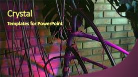  Presentation with indoor winter - Amazing presentation theme having phyto lamp agrolamp illuminates tropical backdrop and a wine colored foreground