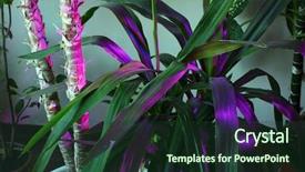  Presentation with indoor winter - PPT theme consisting of phyto lamp agrolamp illuminates tropical background and a tawny brown colored foreground