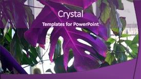  Presentation with indoor winter - Beautiful presentation featuring phyto lamp agrolamp illuminates tropical backdrop and a violet colored foreground