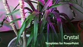  Presentation with phyto - Presentation theme with phyto lamp agrolamp illuminates tropical background and a tawny brown colored foreground