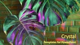  Presentation with phyto - Colorful PPT theme enhanced with phyto lamp agrolamp illuminates tropical backdrop and a tawny brown colored foreground