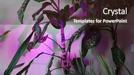  Presentation with indoor winter - Presentation having phyto lamp agrolamp illuminates tropical background and a coral colored foreground