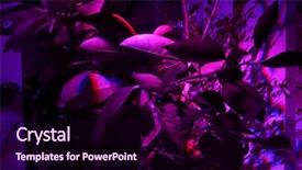  Presentation with citrus - Audience pleasing PPT layouts consisting of agrolamp illuminates tropical citrus tree backdrop and a wine colored foreground