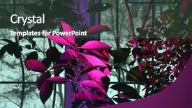  Presentation with citrus - PPT theme having agrolamp illuminates tropical citrus tree background and a tawny brown colored foreground