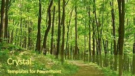  Presentation with russian forest - Slide set enhanced with russian green forest in summer may be use likt background background and a tawny brown colored foreground