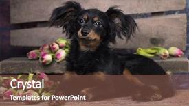  Presentation with toy cathone - Colorful presentation enhanced with russian long-haired toy backdrop and a tawny brown colored foreground