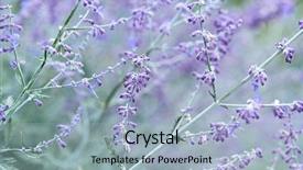  Presentation with sage plant - Amazing PPT theme having russian sage perovskia atriplicifolia decorative backdrop and a light blue colored foreground