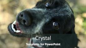  Presentation with russian - Presentation theme enhanced with russian spaniel outdoors background and a tawny brown colored foreground