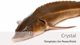  Presentation with sturgeon - Cool new presentation design with russian sturgeon fish close-up isolated on white backdrop and a lemonade colored foreground