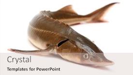  Presentation with sturgeon - Audience pleasing PPT theme consisting of russian sturgeon fish isolated on white backdrop and a soft green colored foreground