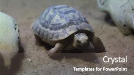  Presentation with tortoise - Colorful slides enhanced with russian tortoise agrionemys horsfieldii also backdrop and a dark gray colored foreground