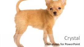  Presentation with russian greyhound - Audience pleasing theme consisting of russian-toy-terrier-puppy-isolated backdrop and a white colored foreground