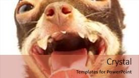  Presentation with ridiculous - Beautiful presentation theme featuring russian toy-terrier thoroughbred dog ridiculous dog backdrop and a red colored foreground