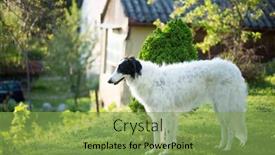  Presentation with russian - Cool new PPT theme with russian-wolfhound-dog-posing-outdoor backdrop and a seafoam green colored foreground