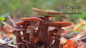  Presentation with mushrooms - PPT theme having russula-mushrooms-among-yellow-leaves background and a violet colored foreground