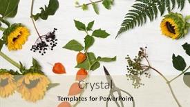  Presentation with sunflowers - Theme consisting of rustic-floral-arrangement-of-sunflowers background and a soft green colored foreground