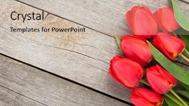  Presentation with international space station over - Colorful presentation theme enhanced with rustic holiday - fresh red tulips bouquet backdrop and a  colored foreground