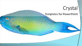  Presentation with tropical reef fish - Audience pleasing slide deck consisting of rusty parrotfish tropical reef fish backdrop and a  colored foreground