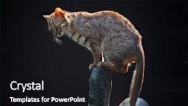  Presentation with wildlife - Amazing PPT theme having felidae - rusty-spotted cat prionailurus rubiginosus phillipsi backdrop and a black colored foreground