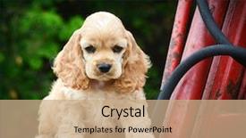  Presentation with cute christmas pug puppy dog - Presentation design having rusty tractor - american cocker spaniel background and a coral colored foreground