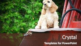  Presentation with puppy english cocker spaniel - Slide set consisting of rusty tractor - american cocker spaniel background and a tawny brown colored foreground