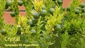  Presentation with grown - Cool new presentation design with rutaceae - homegrown kumquat cumquat chinoti plant backdrop and a  colored foreground