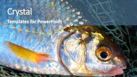  Presentation with fishing net - Slide deck featuring rutilus rutilus on a fish background and a teal colored foreground