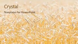  Presentation with gold - Theme having rye concept of great harvest background and a lemonade colored foreground