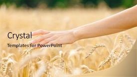  Presentation with seed as gold - Audience pleasing presentation theme consisting of rye concept of great harvest backdrop and a lemonade colored foreground