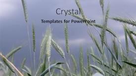  Presentation with june - Presentation theme featuring rye-grows-in-field-grain background and a light blue colored foreground