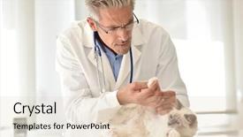  Presentation with veterinary - Theme consisting of 50 s - veterinary examining cat's foot background and a  colored foreground