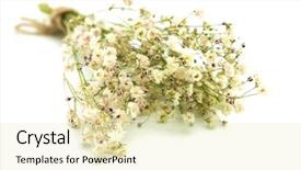  Presentation with breath - Colorful PPT theme enhanced with dry flower baby's breath isolated on white backdrop and a soft green colored foreground