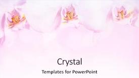  Presentation with beautiful orchid flowers - Cool new PPT theme with s curity - beautiful orchid flowers border backdrop and a pink colored foreground