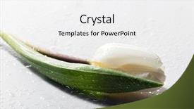  Presentation with fresh ginger root on white - Slide deck featuring s curity - white fresh tulip on white background and a  colored foreground