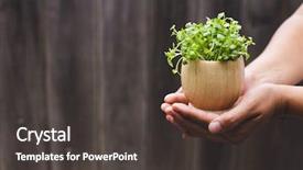  Presentation with hand holding colorful brain sketch - PPT theme having s hand holding radish sprout background and a  colored foreground