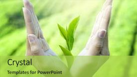  Presentation with hand holding plant - Audience pleasing PPT layouts consisting of s hands holding a plant backdrop and a yellow colored foreground