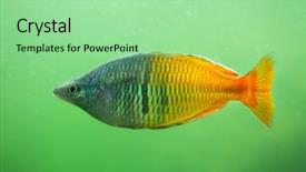  Presentation with freshwater fish - Amazing theme having boeseman's rainbowfish melanotaenia boesemani backdrop and a mint green colored foreground