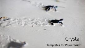  Presentation with baby - PPT layouts enhanced with businessman working at office desk background and a light gray colored foreground.