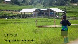  Presentation with rice fields - Theme with sa-pa-vietnam-august-2017 background and a gold colored foreground
