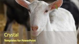 Presentation with barn - Colorful theme enhanced with saanan dairy goat doe backdrop and a violet colored foreground